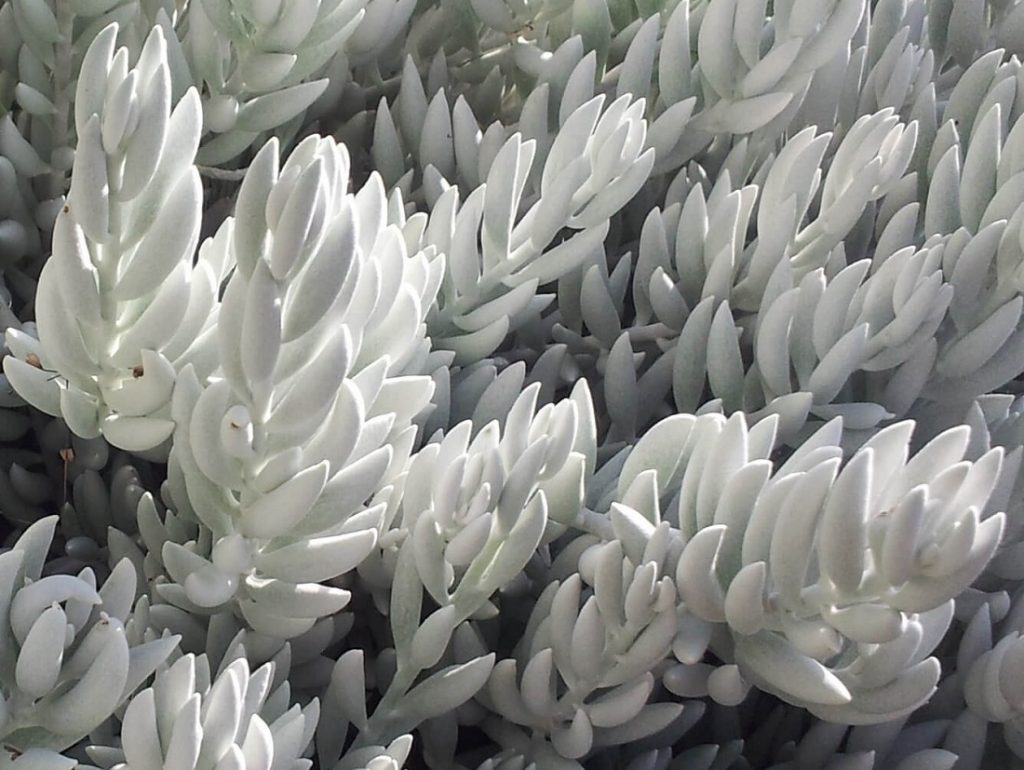 white fuzzy succulents - Senecio haworthii - Cocoon Plant