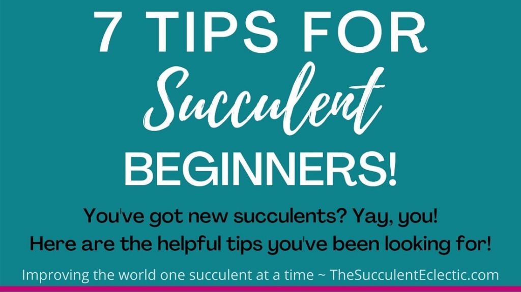 7 TIPS FOR succulent beginners