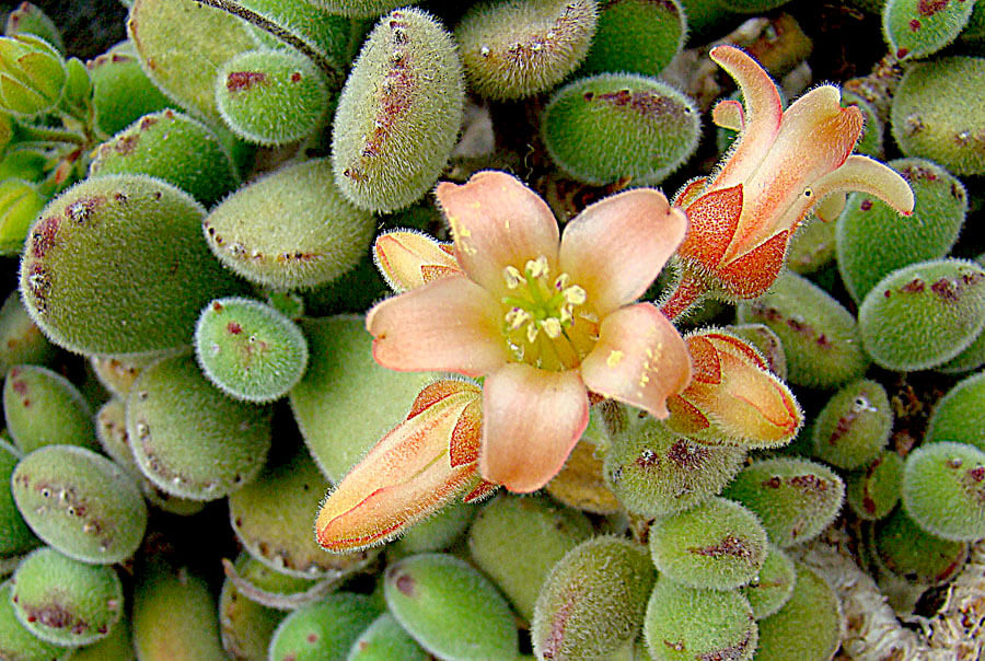 one of the most popular fuzzy succulents is Cotyledon tomentosa "Bear Paws"
