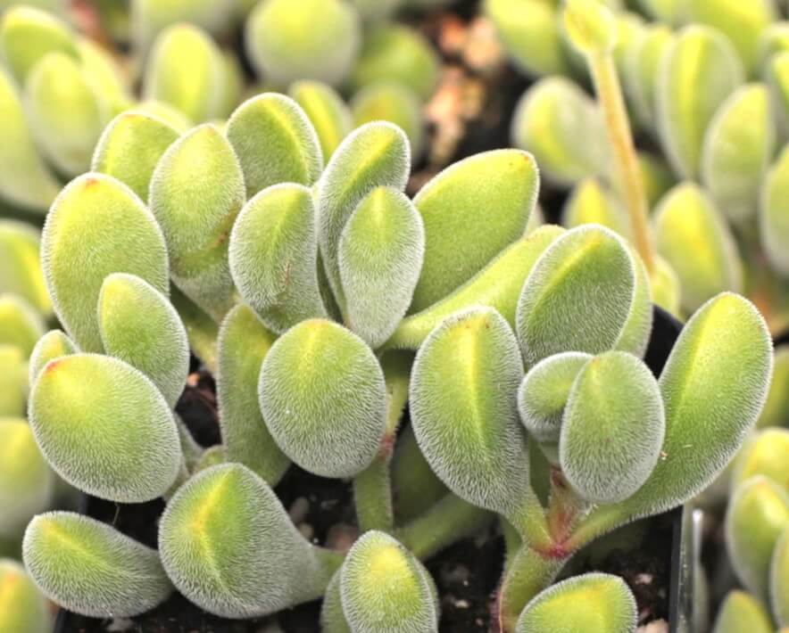 Crassula congesta closeup