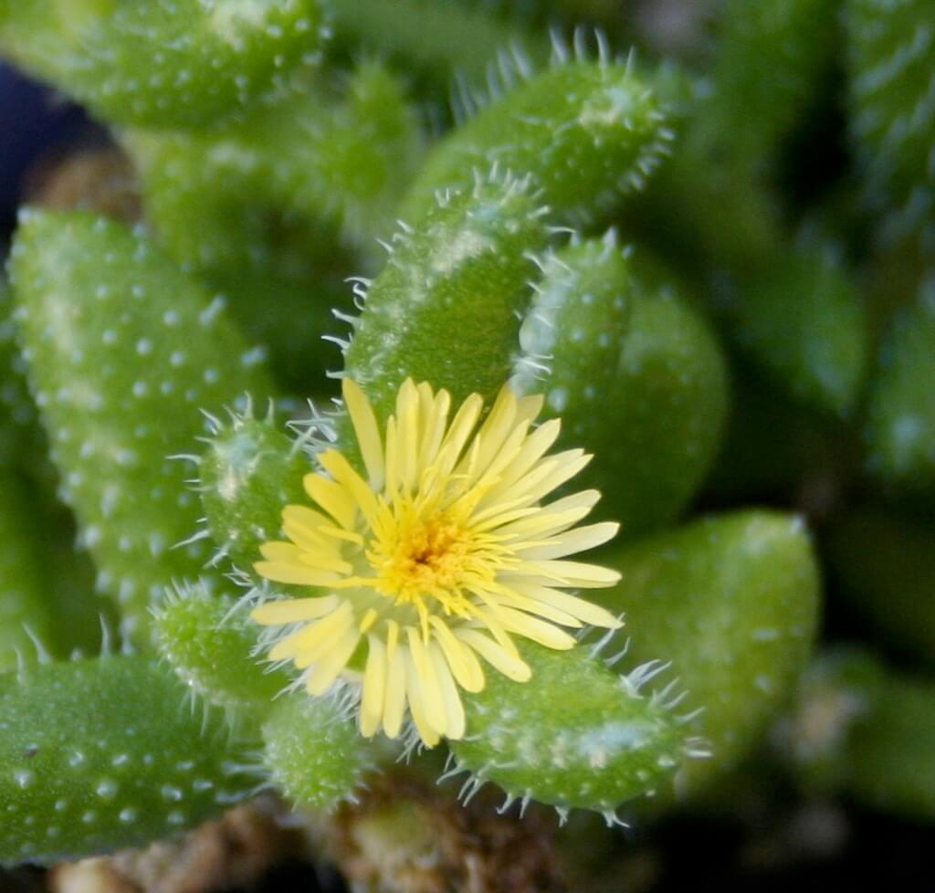 fuzzy succulent Delosperma echinatum - Pickle Plant