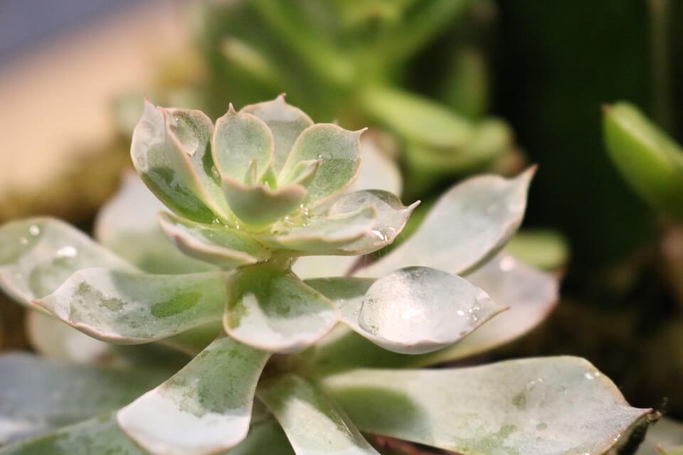 succulent echeveria beginning to etiolate - stretching for more light