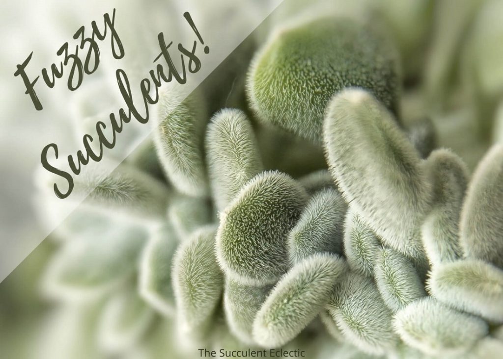 Fuzzy Succulents and their Care