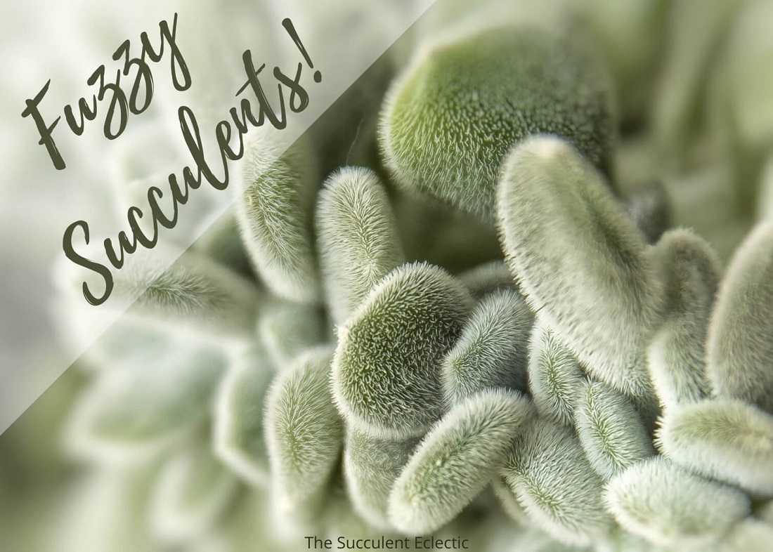 Read more about the article Best 15 Fuzzy Succulents and Their Care