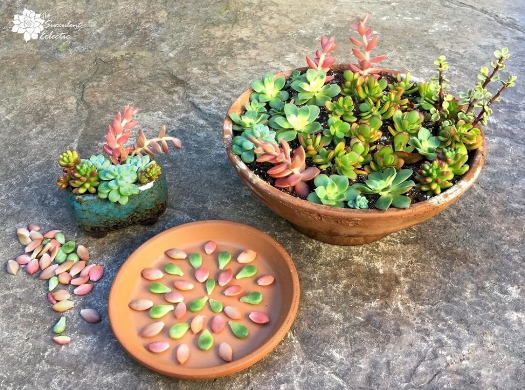 succulent cuttings and leaves srt aside for propagation
