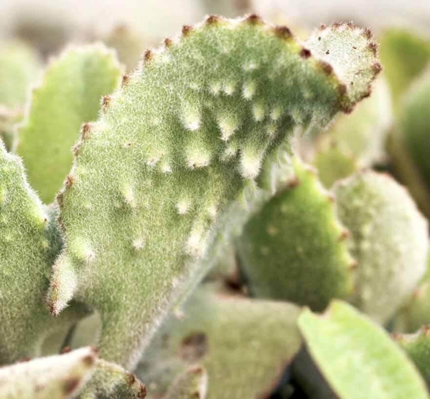 Kalanchoe beharensis 'Fang' close up of fuzzy leaves