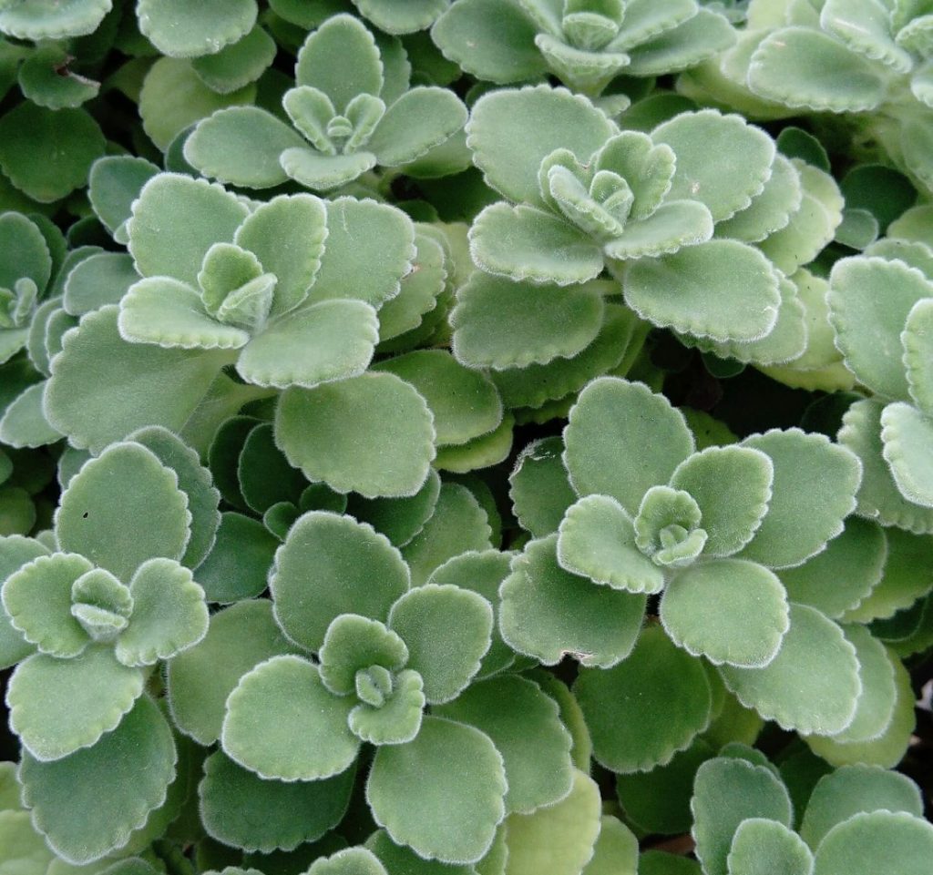 fragrant, fuzzy succulent Plectranthus tomentosa - "Vicks Plant"