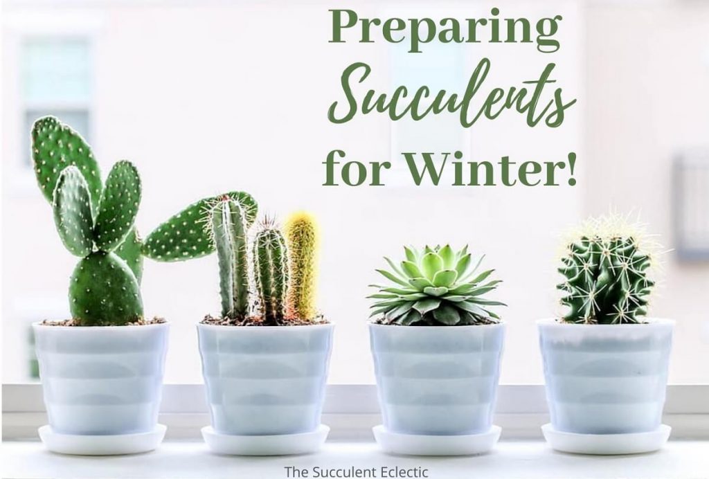 Preparing succulents for winter