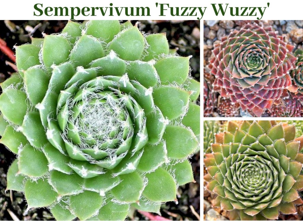 Sempervivum 'Fuzzy Wuzzy'