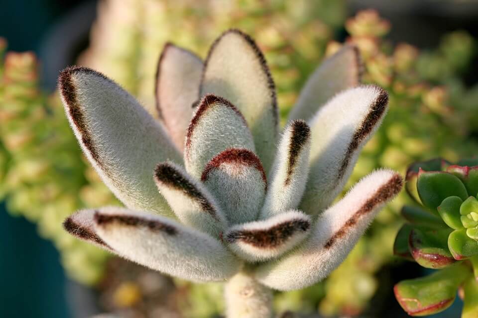 best known of the fuzzy succulents Kalanchoe tomentosa 'Silver Panda'