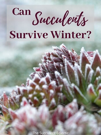 picture of sempervivum with frost captioned Can succulents survive winter