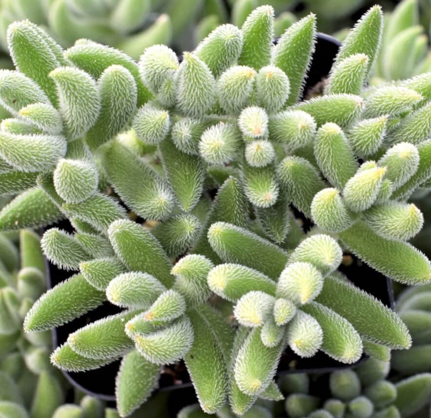 top 15 fuzzy succulents - Crassula-mesembryanthemoides