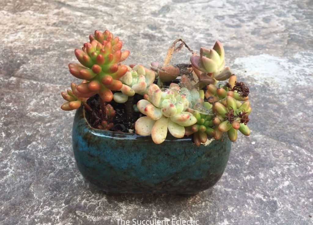 Clean succulents before bringing them indoors for winter