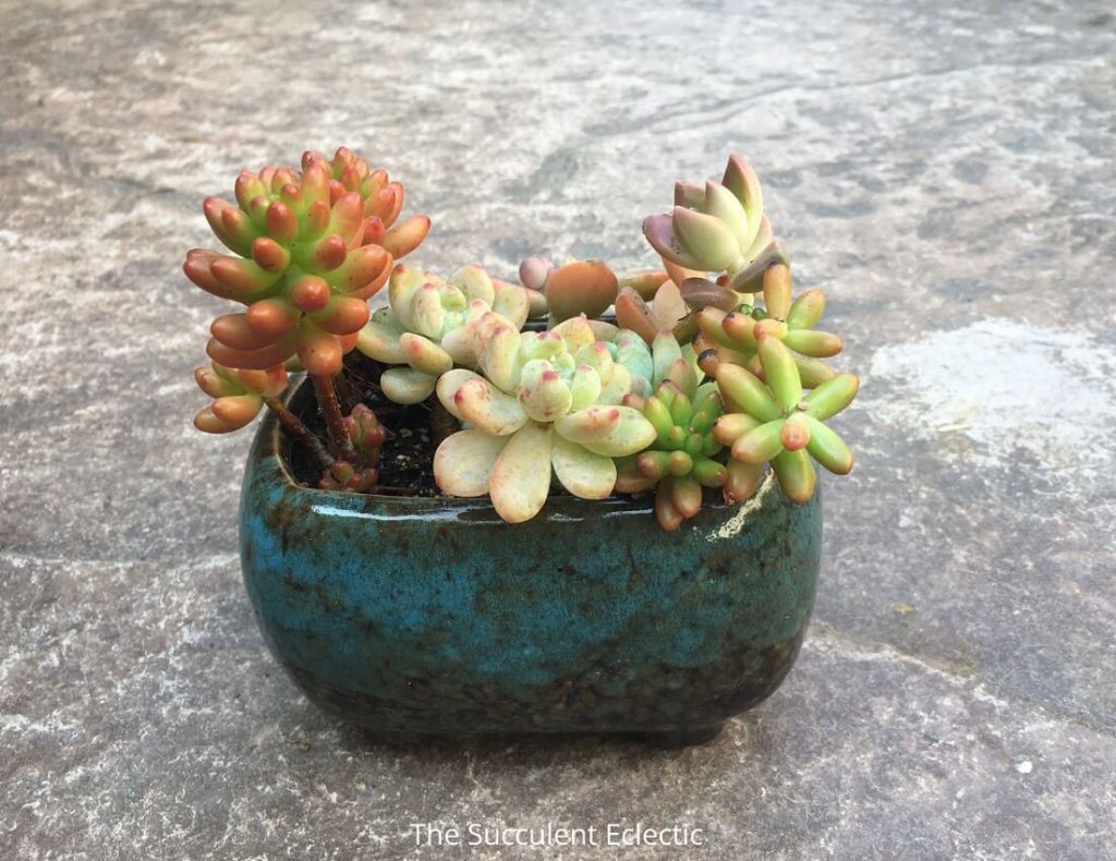 remove dropped leaves and debris before bringing succulents in for the winter