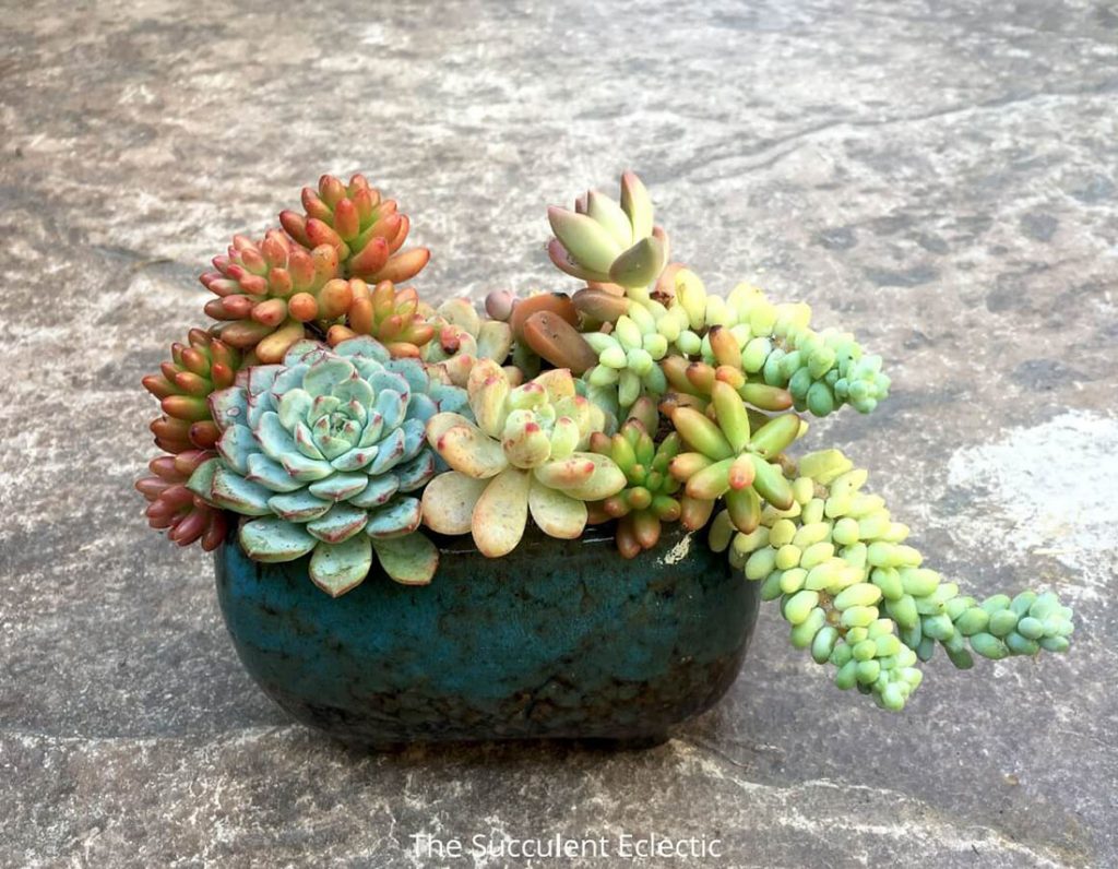 replace dead succulents in pots before bringing them indoors for the winter