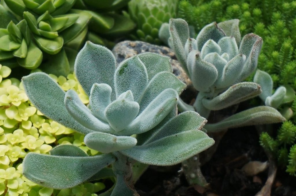 types of fuzzy succulents