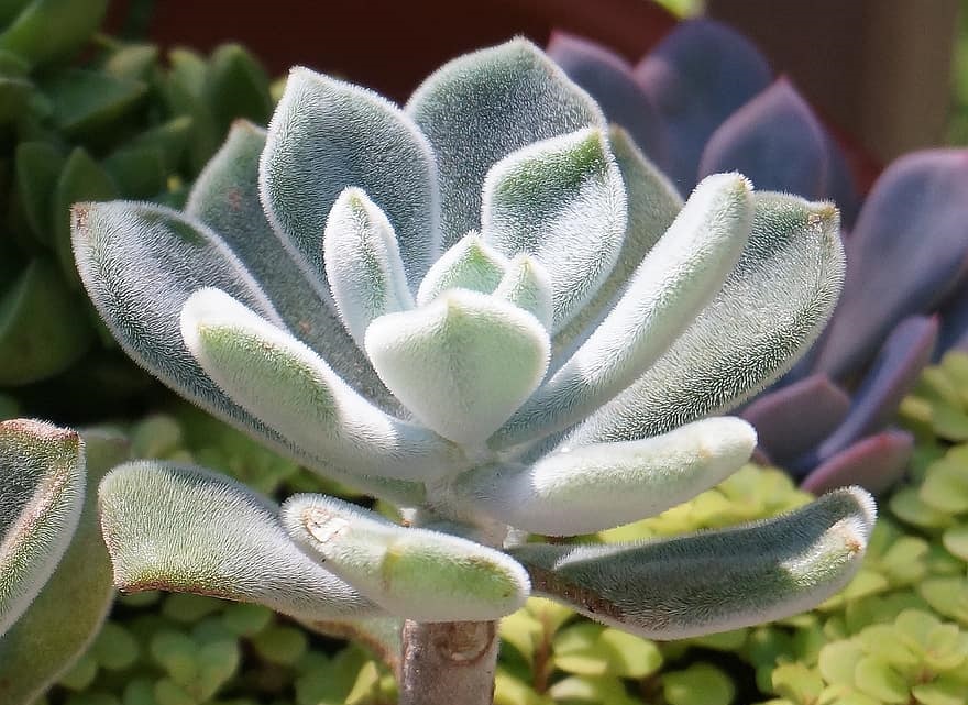 Best 15 Fuzzy Succulents and Their Care | The Succulent Eclectic