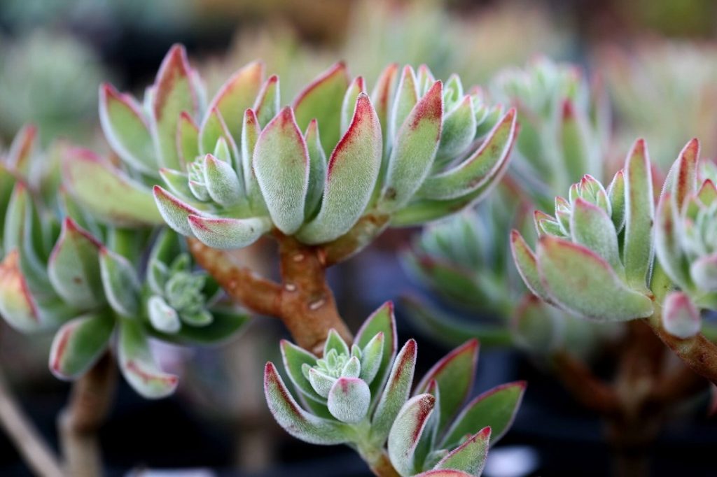 Echeveria pulvinata 'Ruby' is a fuzzy succulent known as "Chenille Plant"