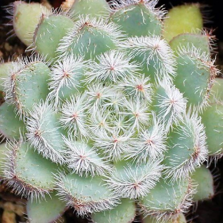 fuzzy succulent Echeveria setosa