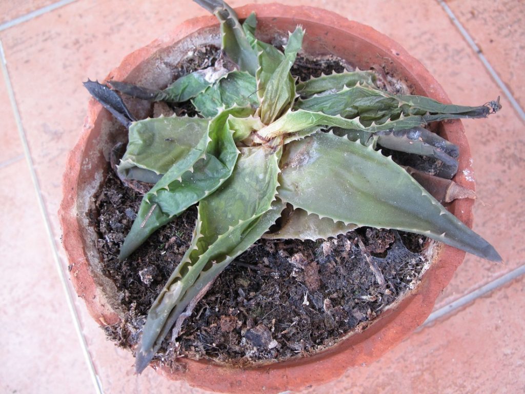 aloe vera frost damaged without protection in winter