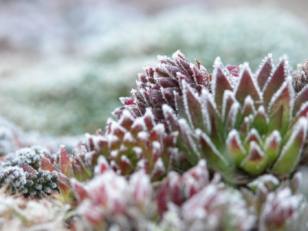 sempervivum covered by hoar frost