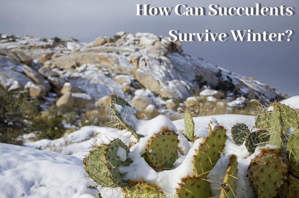 cactus growing through snow on a rocky mountain top - cactus and succulents can survive winter
