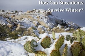 Read more about the article How Can Succulents Survive Winter?