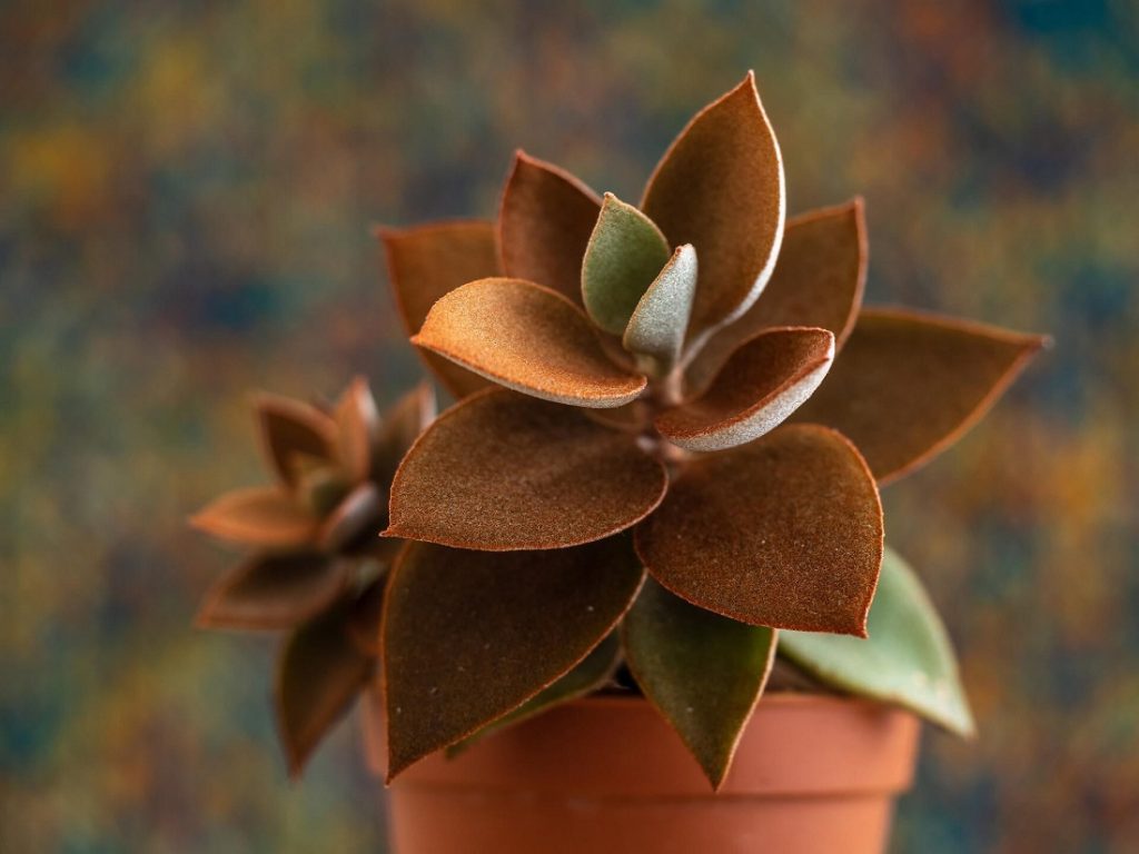 fuzzy succulents Kalanchoe orgyalis 'Copper Spoons' 