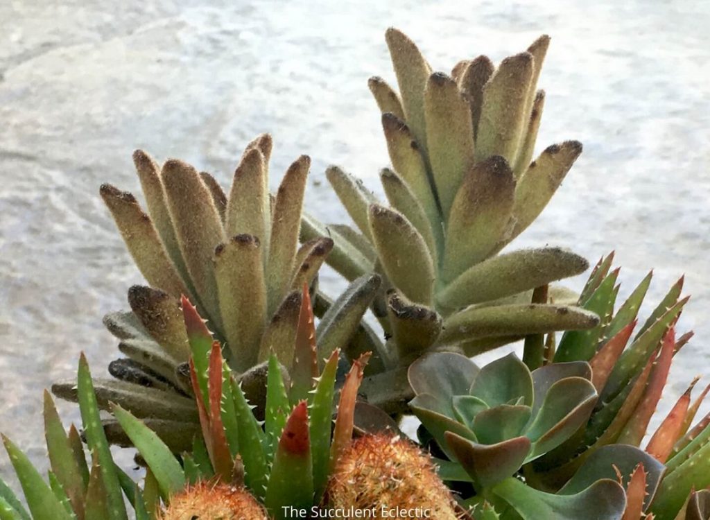 Kalanchoe tomentosa Chocolate Soldier with fuzzy succulent leaves