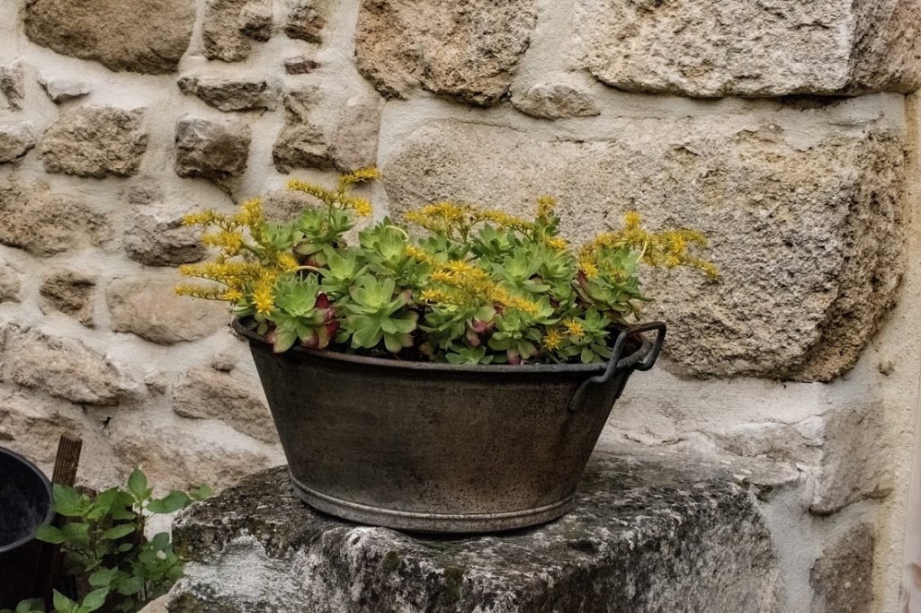 spot of sempervivum on stone wall