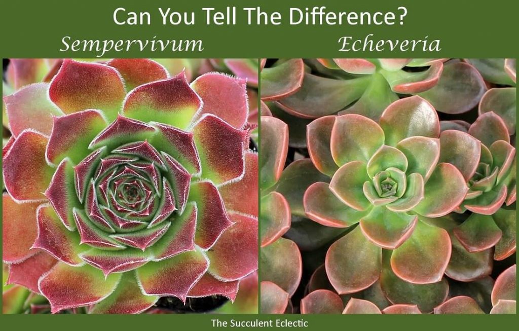 recognizing differences between succulents