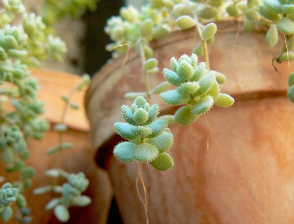 Sedum dasyphyllum var, glanduliferum 'Fuzzy Wuzzy'