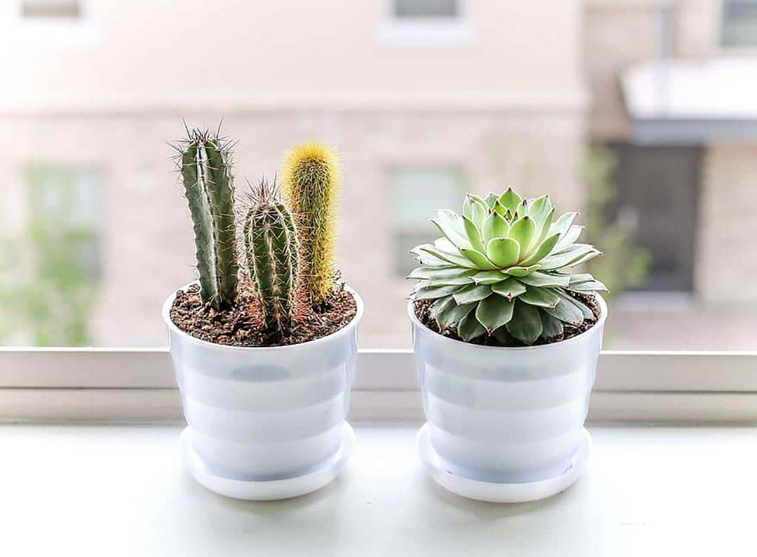 Preparing & Caring for Succulents in Winter The Succulent Eclectic