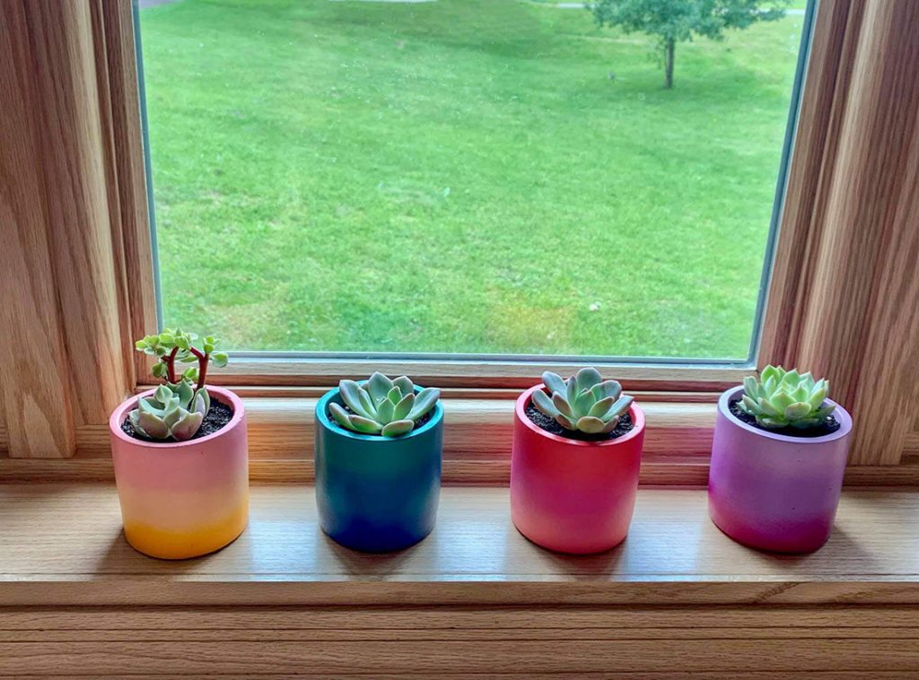 put succulents indoors for the winter