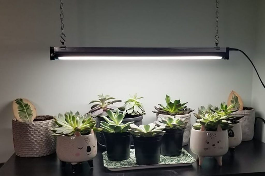 Grow Lights for Succulents A Simple Guide The Succulent Eclectic