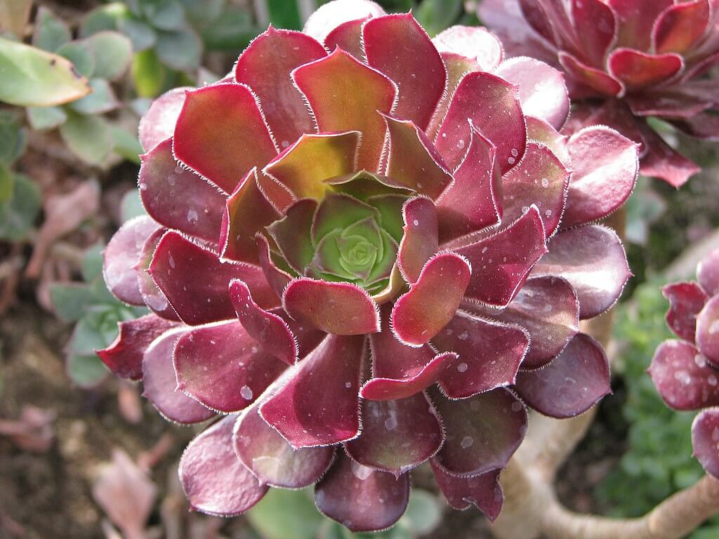 Rosette Succulent Types ~ Identification & [Infographic] | The ...