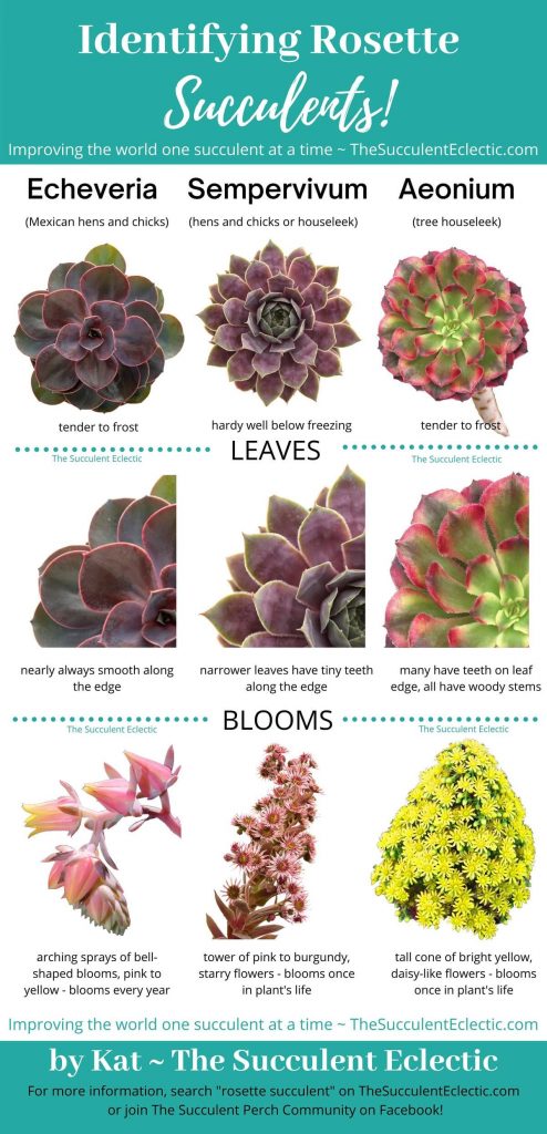 identifying succulents