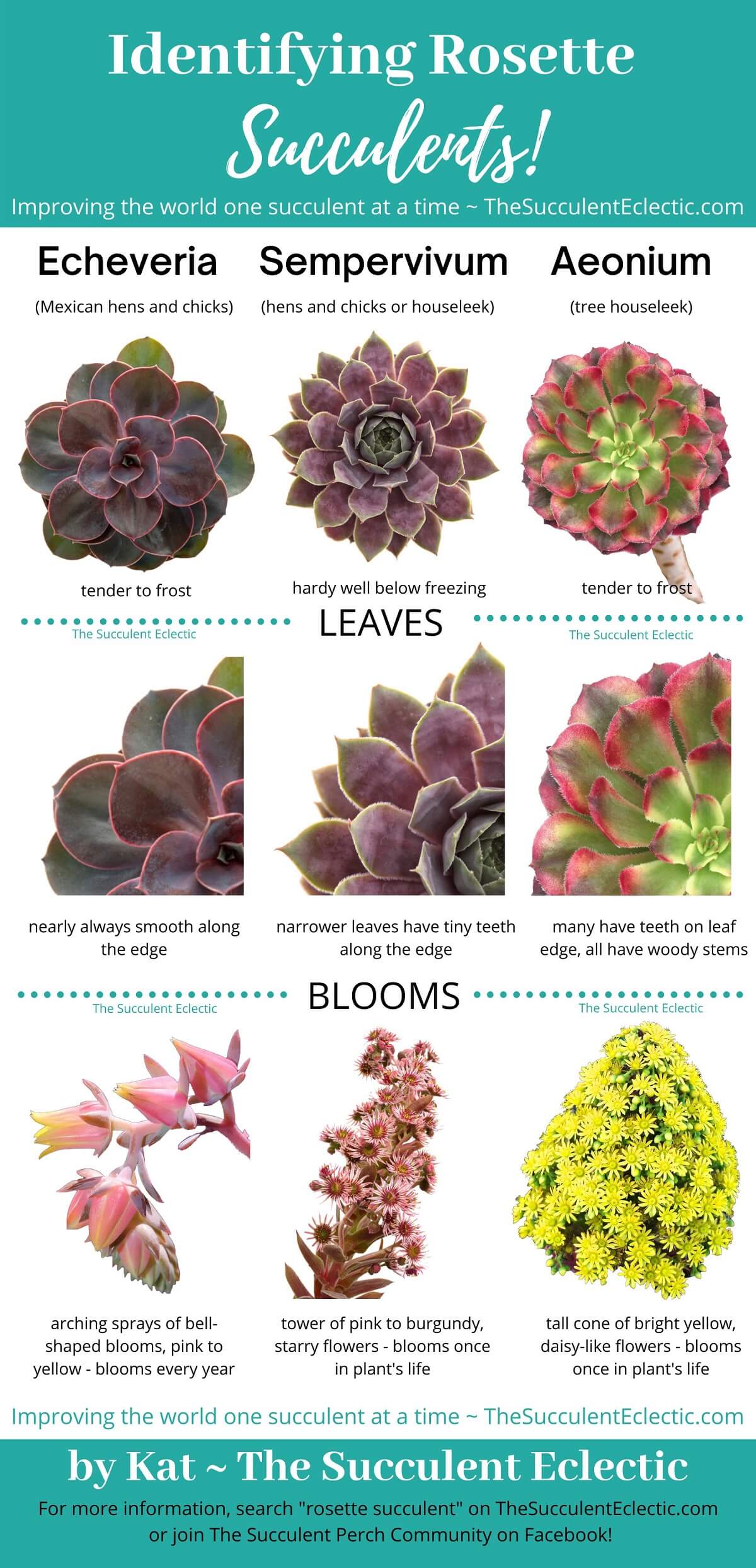 Rosette Succulent Types Identification Infographic The rosette-succulent-types-identification-infographic-the