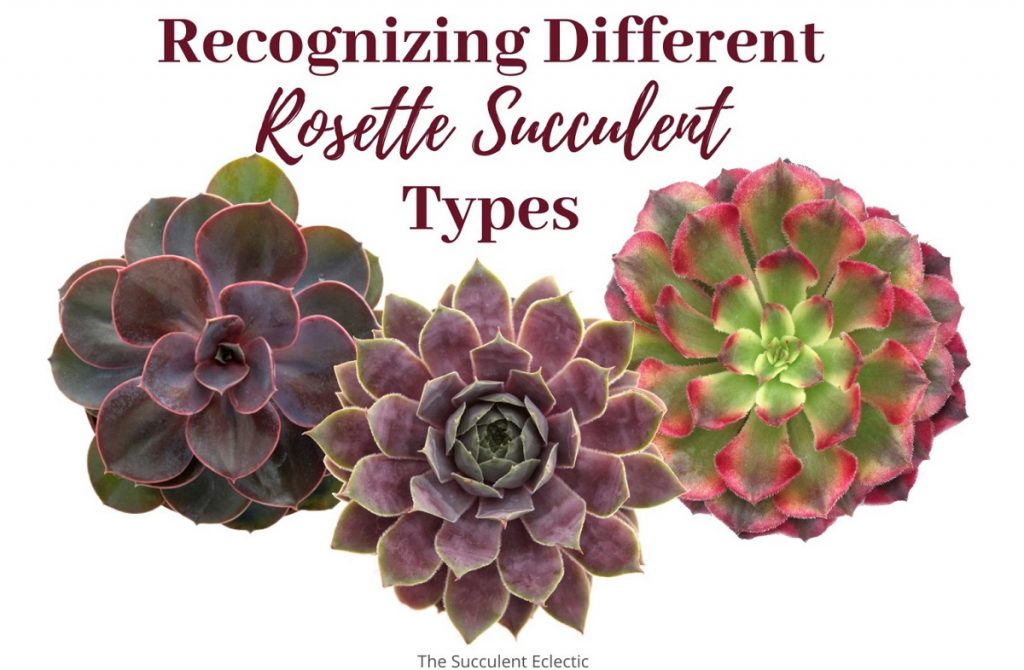 Recognizing Different rosette succulent types, image with echeveria, sempervivum and aeonium