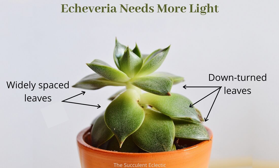 How Much Light do Succulents Need? + [Infographic] The Succulent Eclectic