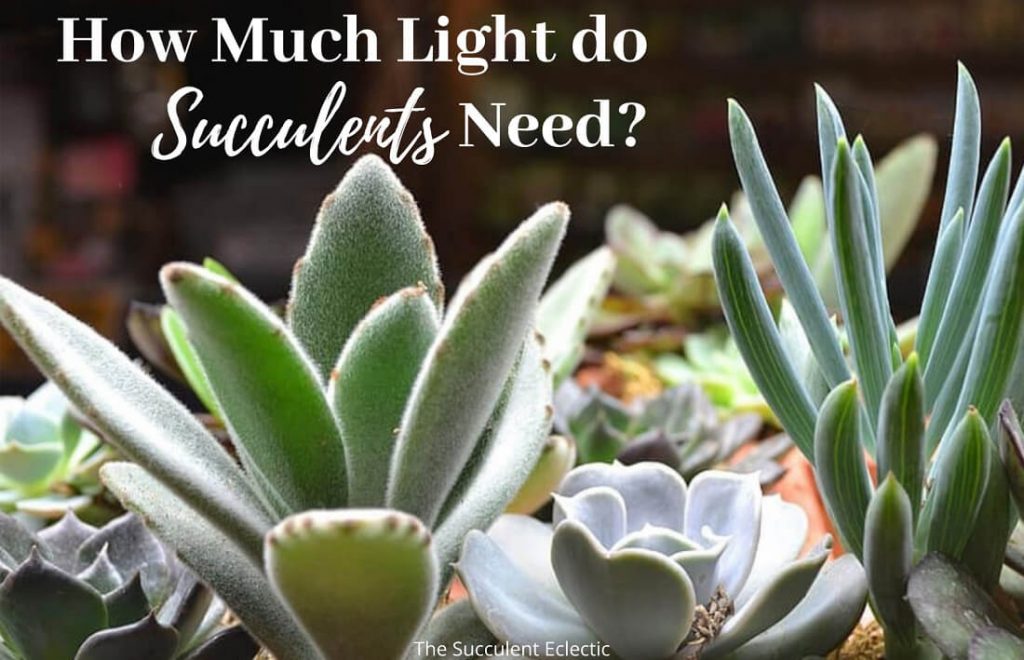 how much light do succulents need
