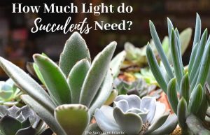 Read more about the article How Much Light do Succulents Need? + [Infographic]