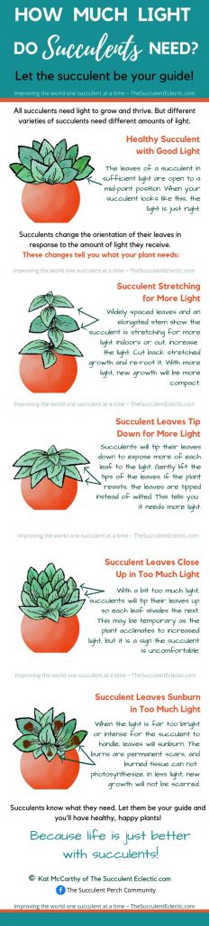 How Much Light do Succulents Need? infographic