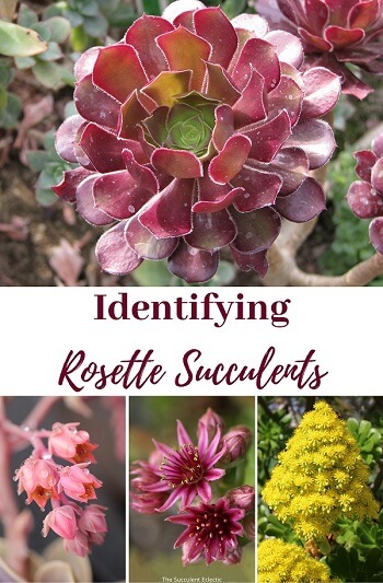 identifying rosette succulents