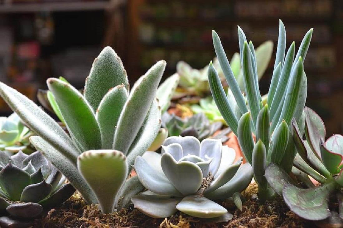 How Much Light do Succulents Need? + [Infographic] The Succulent Eclectic