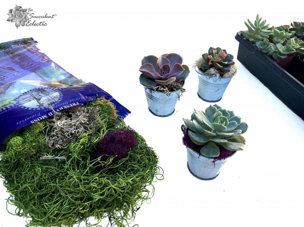 Add a trace of decorative moss to succulents for DIY Advent calendar tree