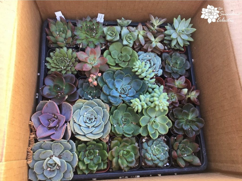 unpacking succulents from Mountain Crest Gardens