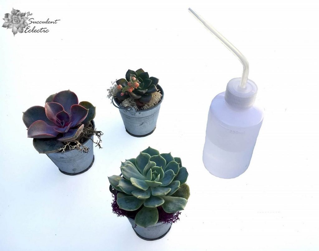 Succulent pails for wooden Christmas tree with water bottle