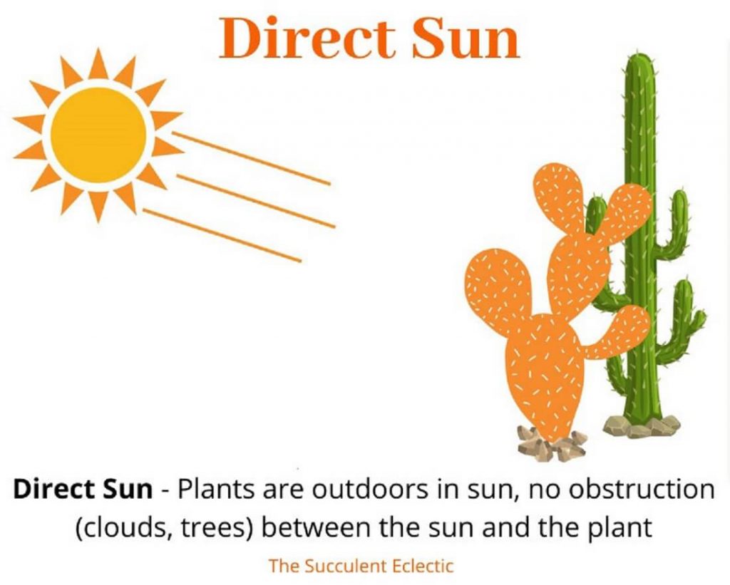 Indirect Sunlight Definition Science