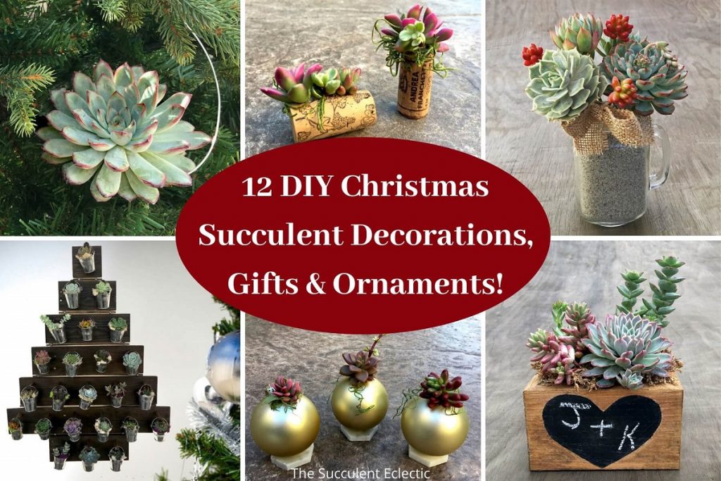 12 DIY Christmas Succulent Decorations, Succulent Gifts & Succulent Ornaments!